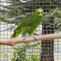 Yellow Naped Amazon