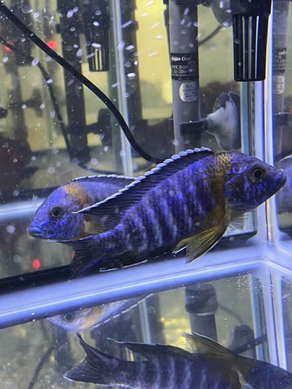 2 x 13cm Bicolour 500 Peacock Males for $70 each!