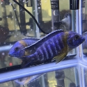 2 x 13cm Bicolour 500 Peacock Males for $60 each!
