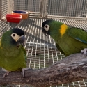 Yellow collared macaw breeding pair