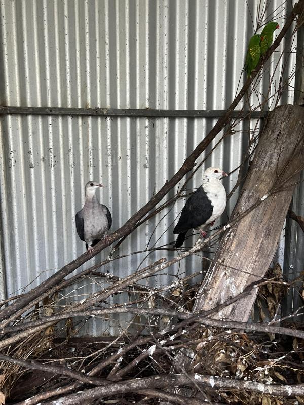 Pair of white headed pigeons