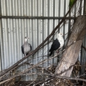 Pair of white headed pigeons