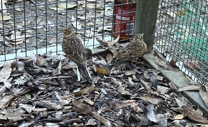 Pair of skylarks