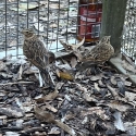 Pair of skylarks