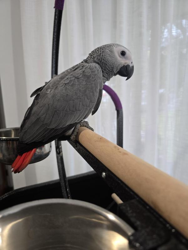 Handraised African Greys