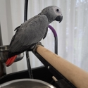 Handraised African Greys