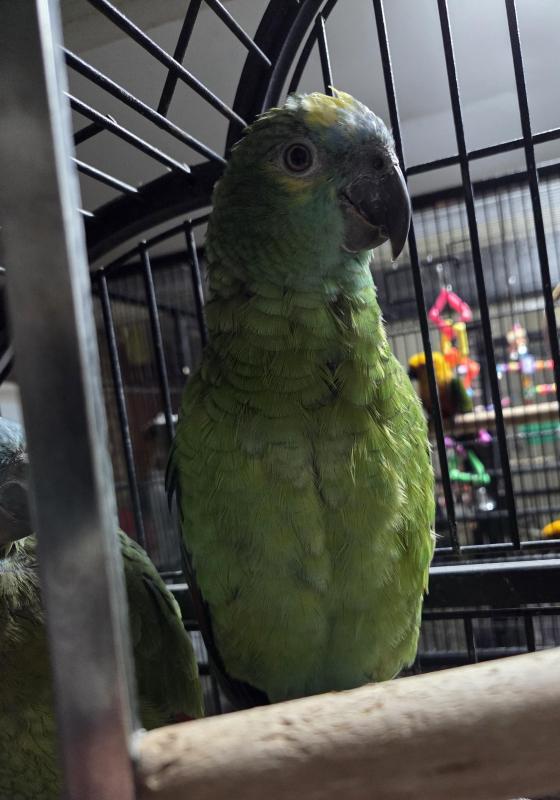 Blue Fronted Amazon
