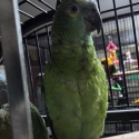 Blue Fronted Amazon