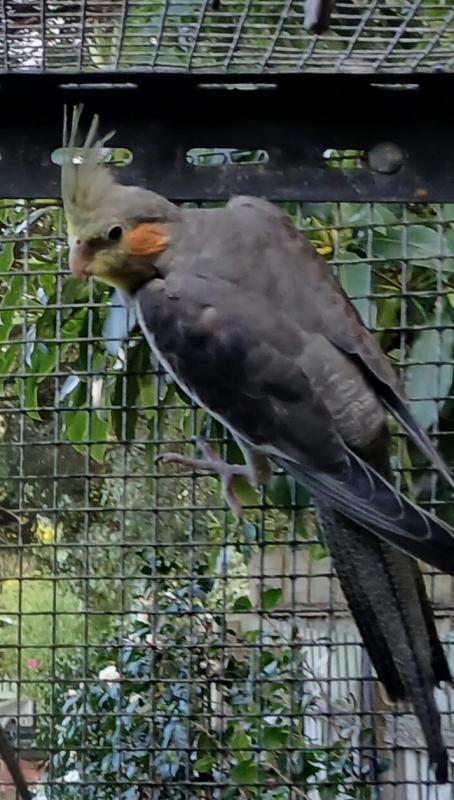 Pure Normal Cockatiel Male