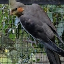 Pure Normal Cockatiel Male