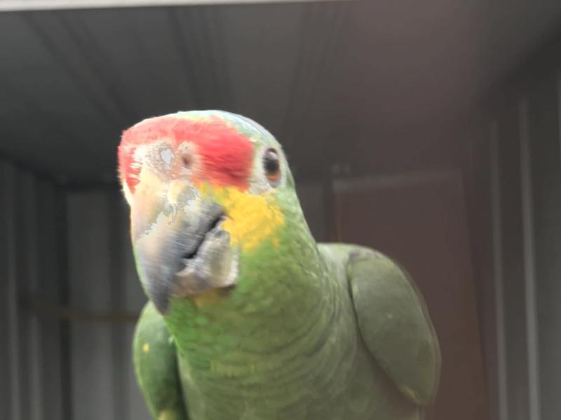 RED LORED AMAZONS