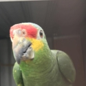 RED LORED AMAZONS
