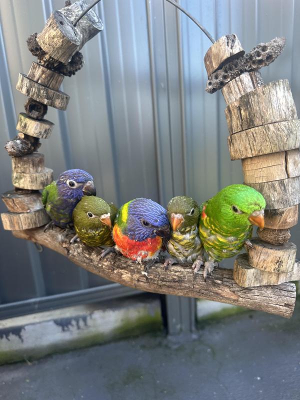 Baby's rainbow Lorakeet mutation different colour