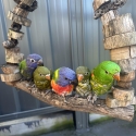 Baby's rainbow Lorakeet mutation different colour