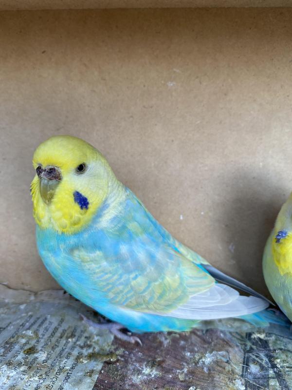 RAINBOW  BUDGIES HUGE SALE  FROM $50 ea