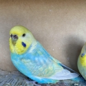 RAINBOW  BUDGIES HUGE SALE  FROM $50 ea