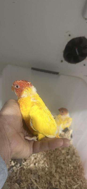 Baby's rainbow Lorakeet mutation
