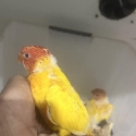 Baby's rainbow Lorakeet mutation
