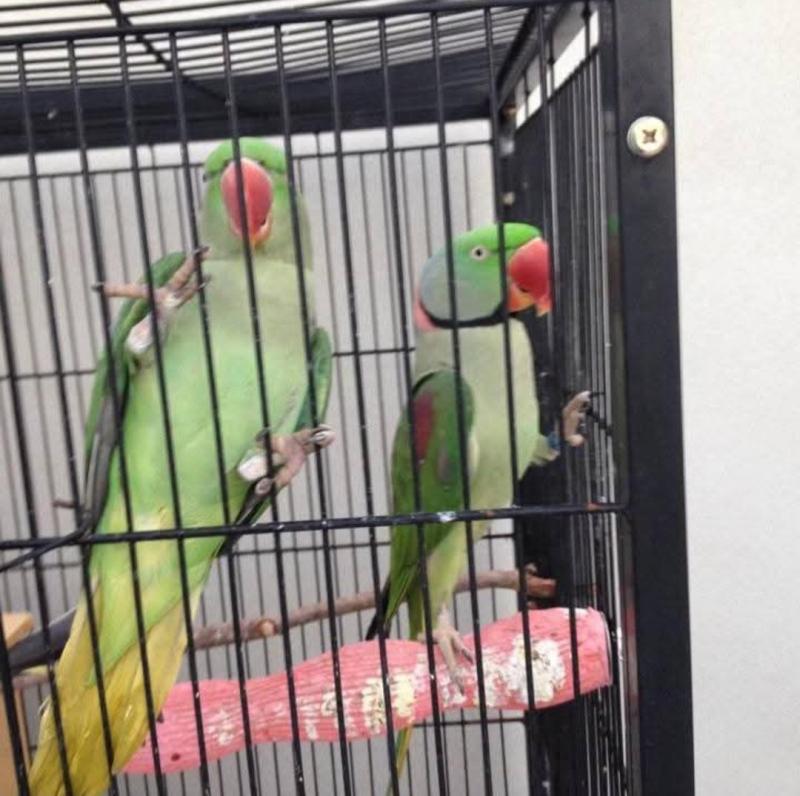 Mature Breeding Pair of Alexandrines