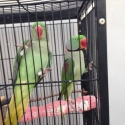Mature Breeding Pair of Alexandrines