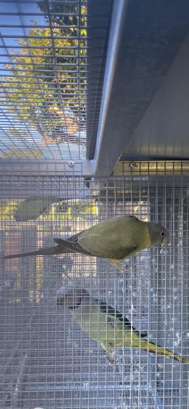 Plumhead Parrot Pair