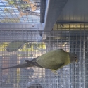 Plumhead Parrot Pair