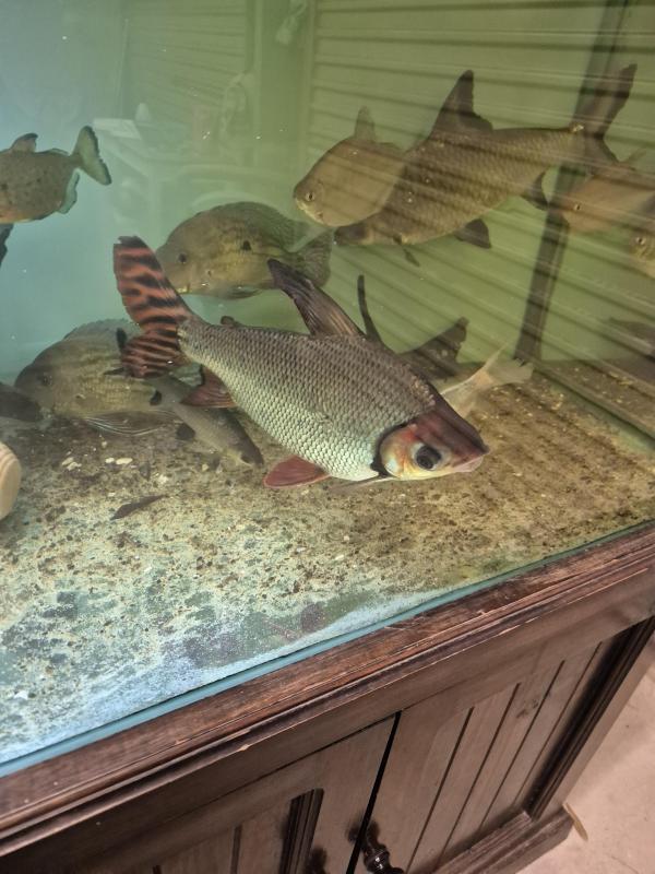 EOI RED FLAGTAIL PROCHILODUS 40CM+