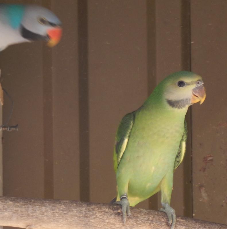 Split Blue Moustache Parrots