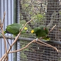 YELLOW CROWN AMAZONS