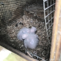 AFRICAN GREY PAIR PARENT BREEDING 9 YEARS OLD WILL M: 0404 457 498 $8,000