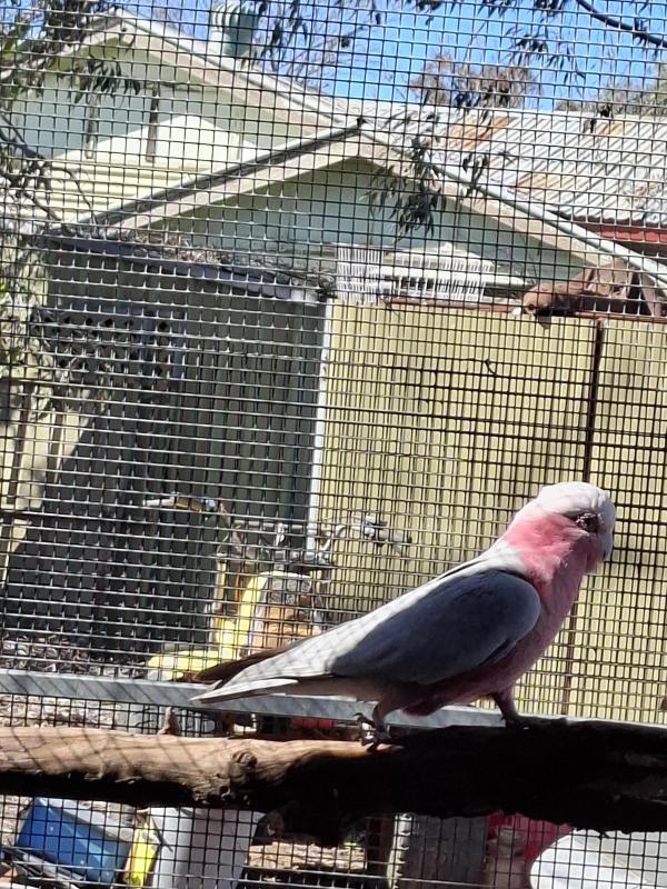 Sydney sale 16th August Galahs and Cockatoo