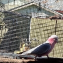 Sydney sale 16th August Galahs and Cockatoo