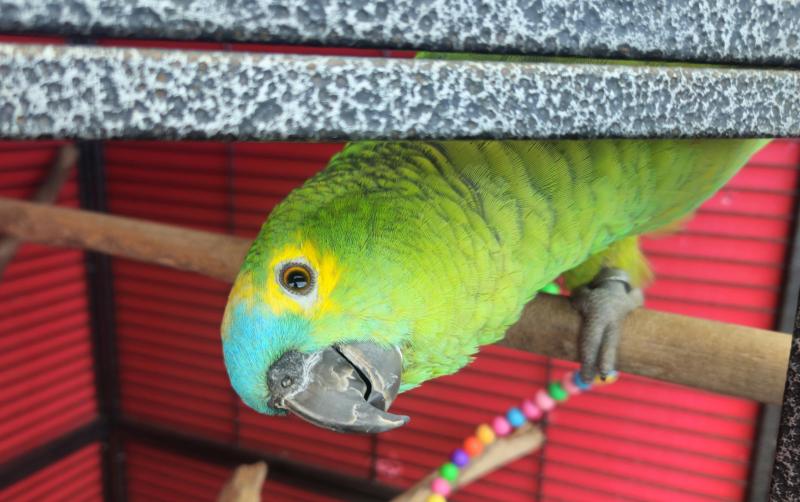 Blue font amazon parrot