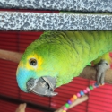 Blue font amazon parrot