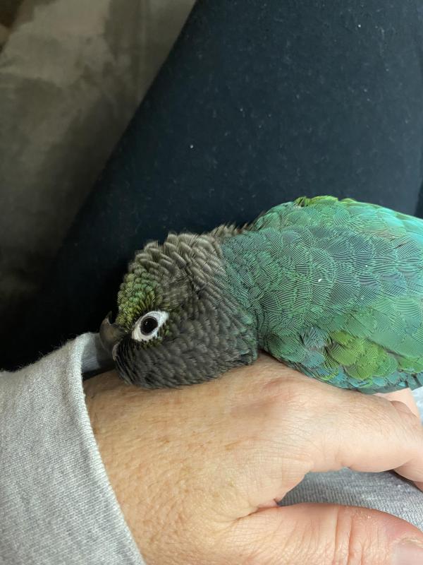 Green Cheek Conure (hand raised)