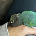 Green Cheek Conure (hand raised)