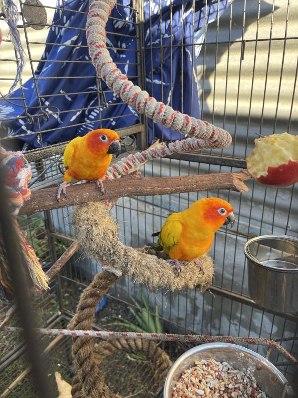 Sunconures