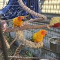 Sunconures