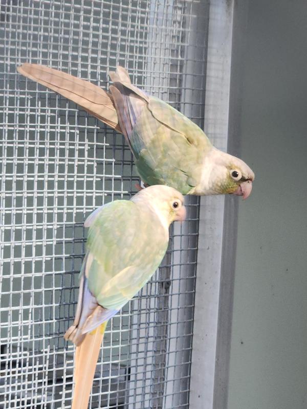 Birds for sale
