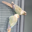 Birds for sale