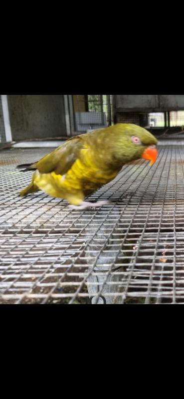 GG scaly brested lorikeet pair