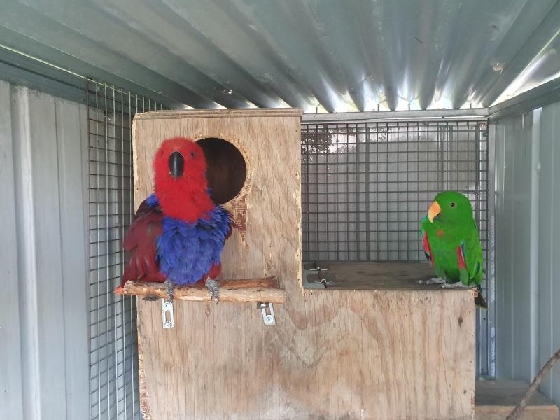 Proven Breeding Pair of Eclectus Parrots and Aviary