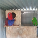 Proven Breeding Pair of Eclectus Parrots and Aviary