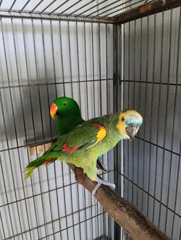Amazon and Eclectus 3yo Males Sale