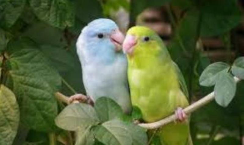 Parrotlets wanted