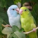 Parrotlets wanted