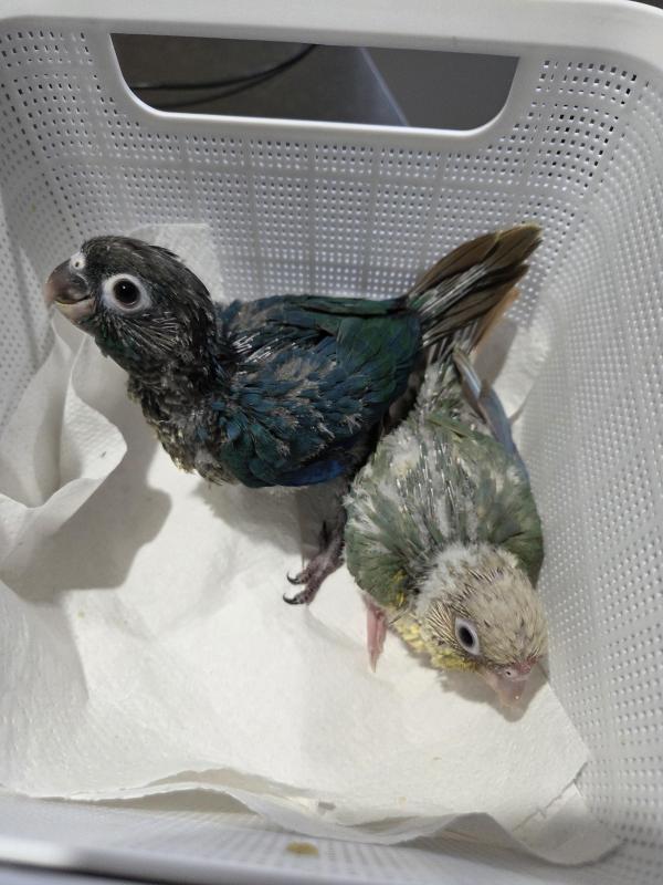 Conures handraised