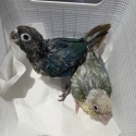 Conures handraised