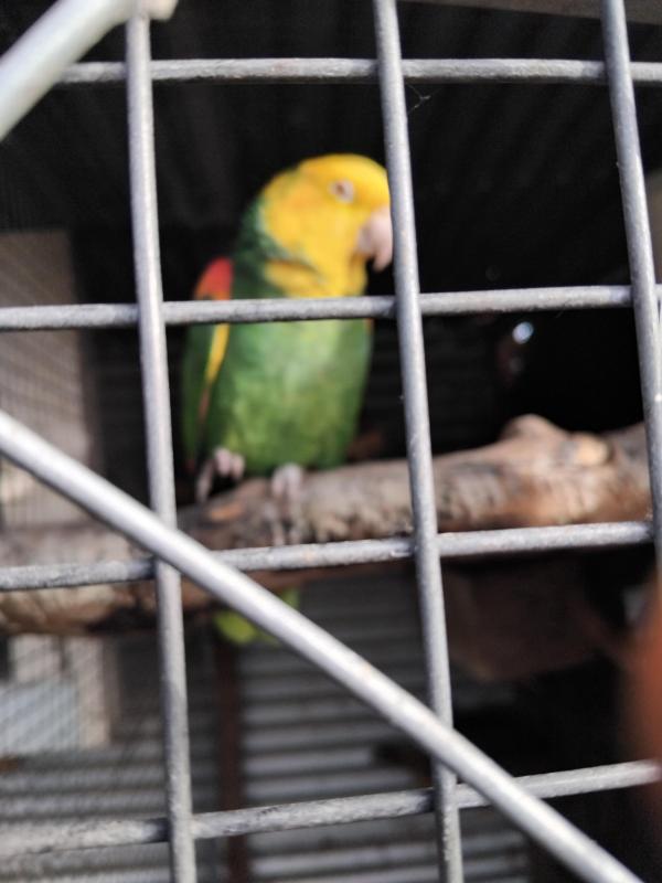 Double yellow headed Amazon's