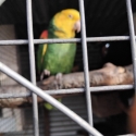 Double yellow headed Amazon's